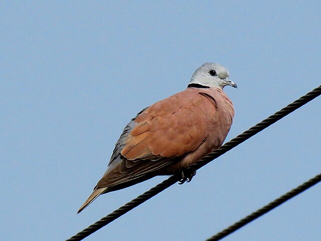 Red Collared Dove