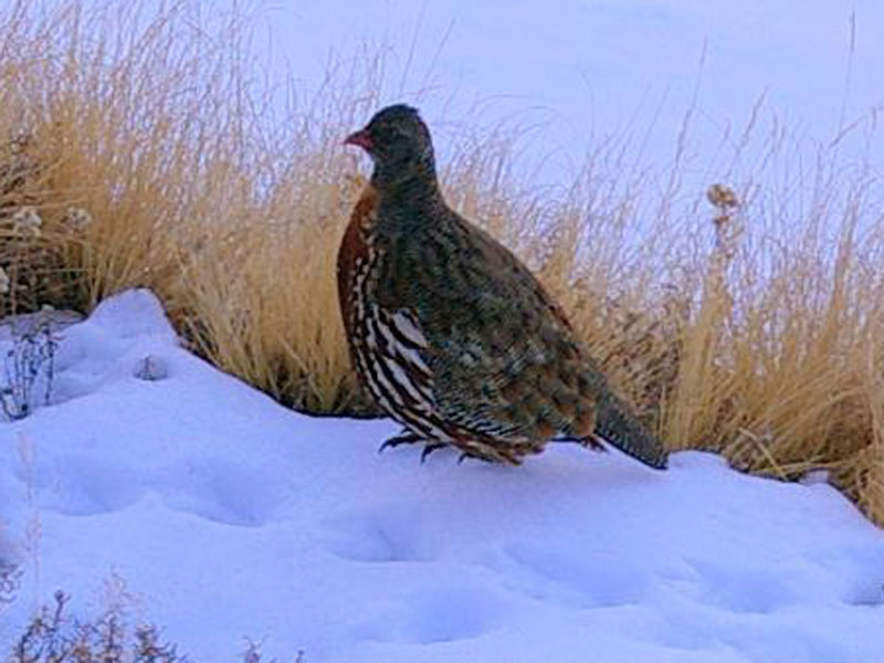 Snow Partridge