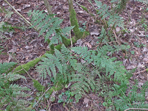 Broad Buckler-fern