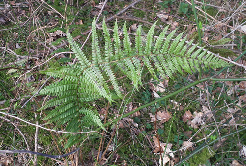 Borrer's Male-fern