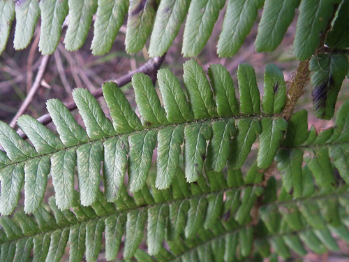 Borrer's Male-fern close-up of pinnules