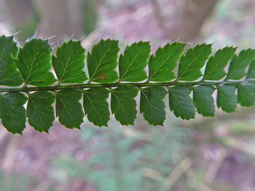 Soft Shield-fern pinnules