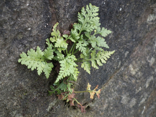 Black Spleenwort