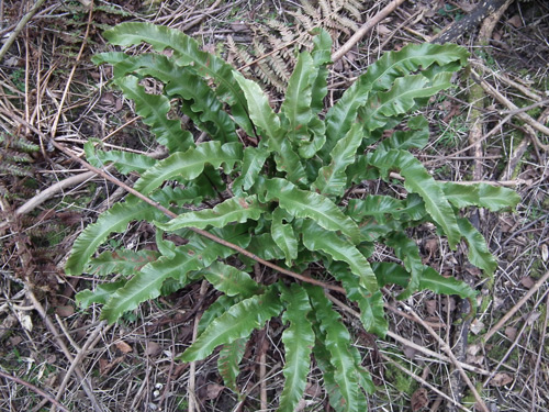 Hart's-tongue Fern