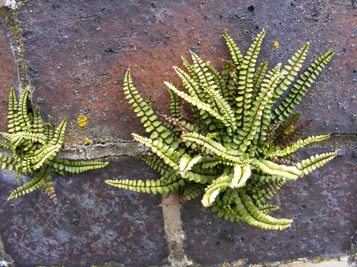 Maidenhair Spleenwort
