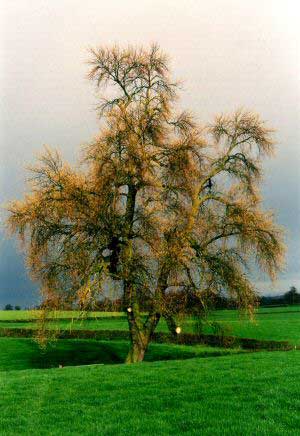 image of black poplar