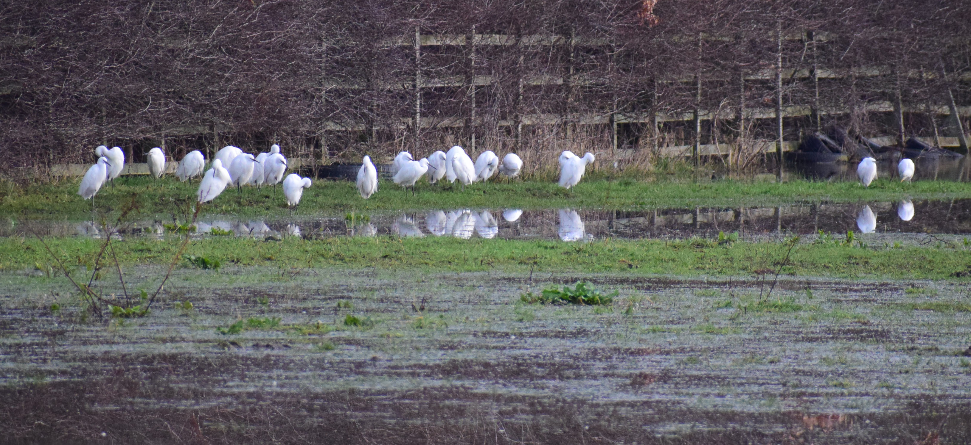 Little Egret