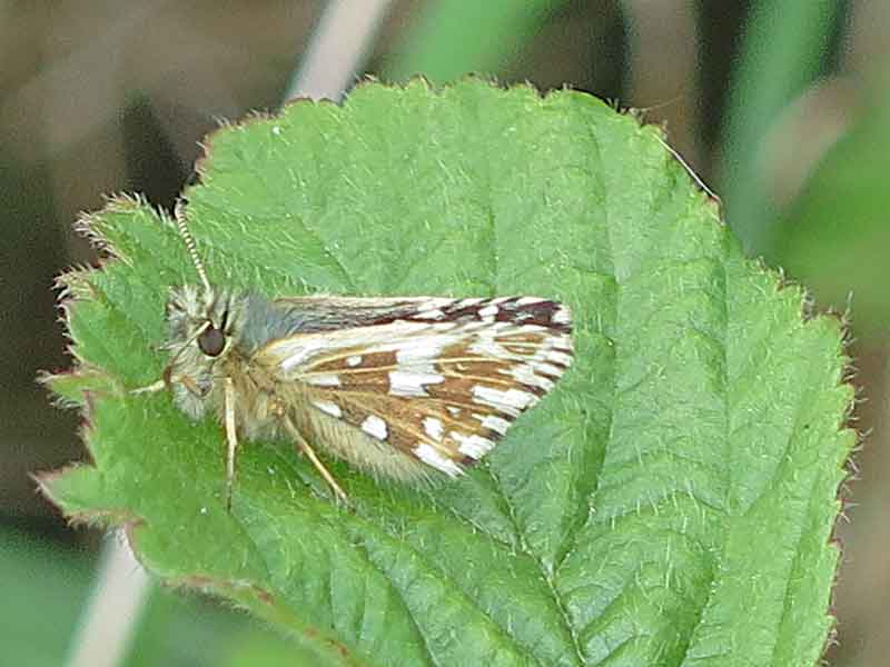 Grizzled Skipper at Bingham LP