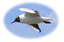 image of a black-headed gull