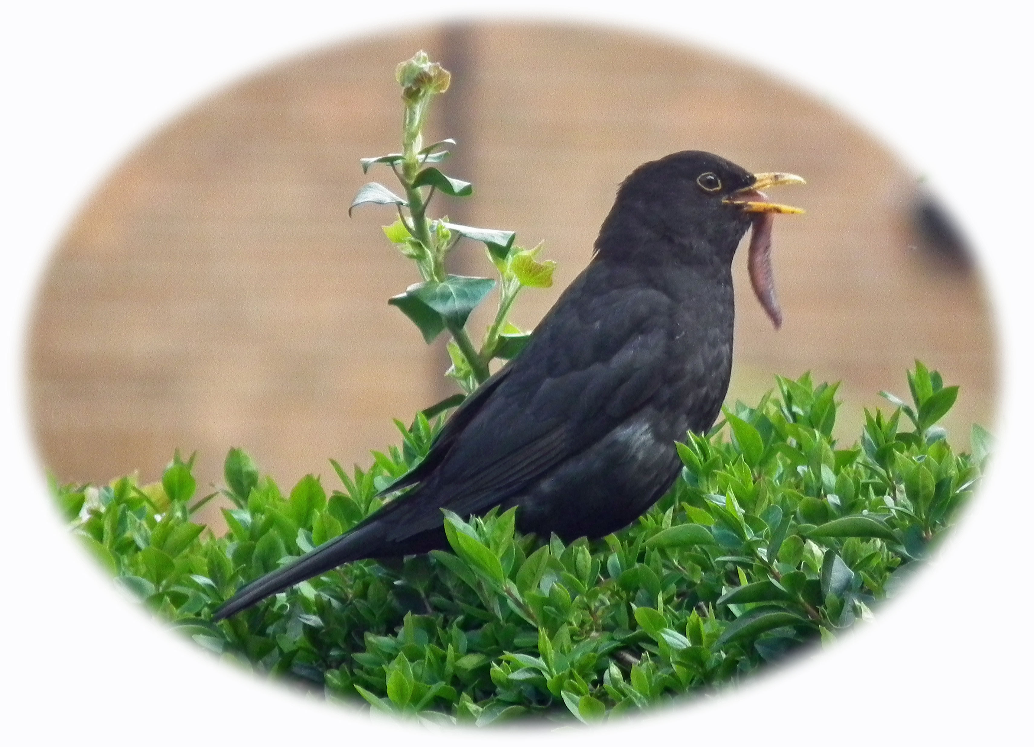 Blackbird