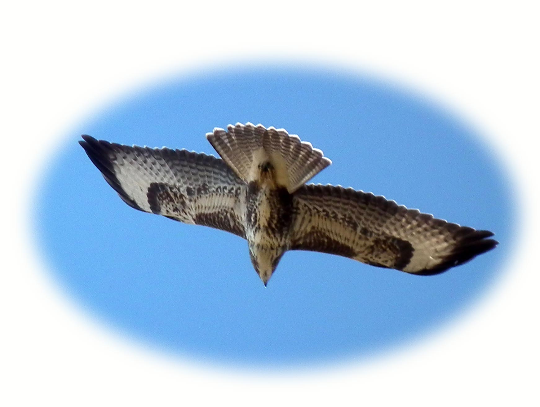 image of buzzard