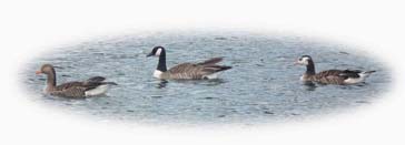 image of Canada and Greylag parents