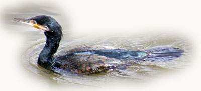 Cormorant