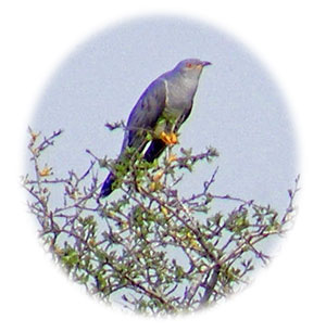 Cuckoo