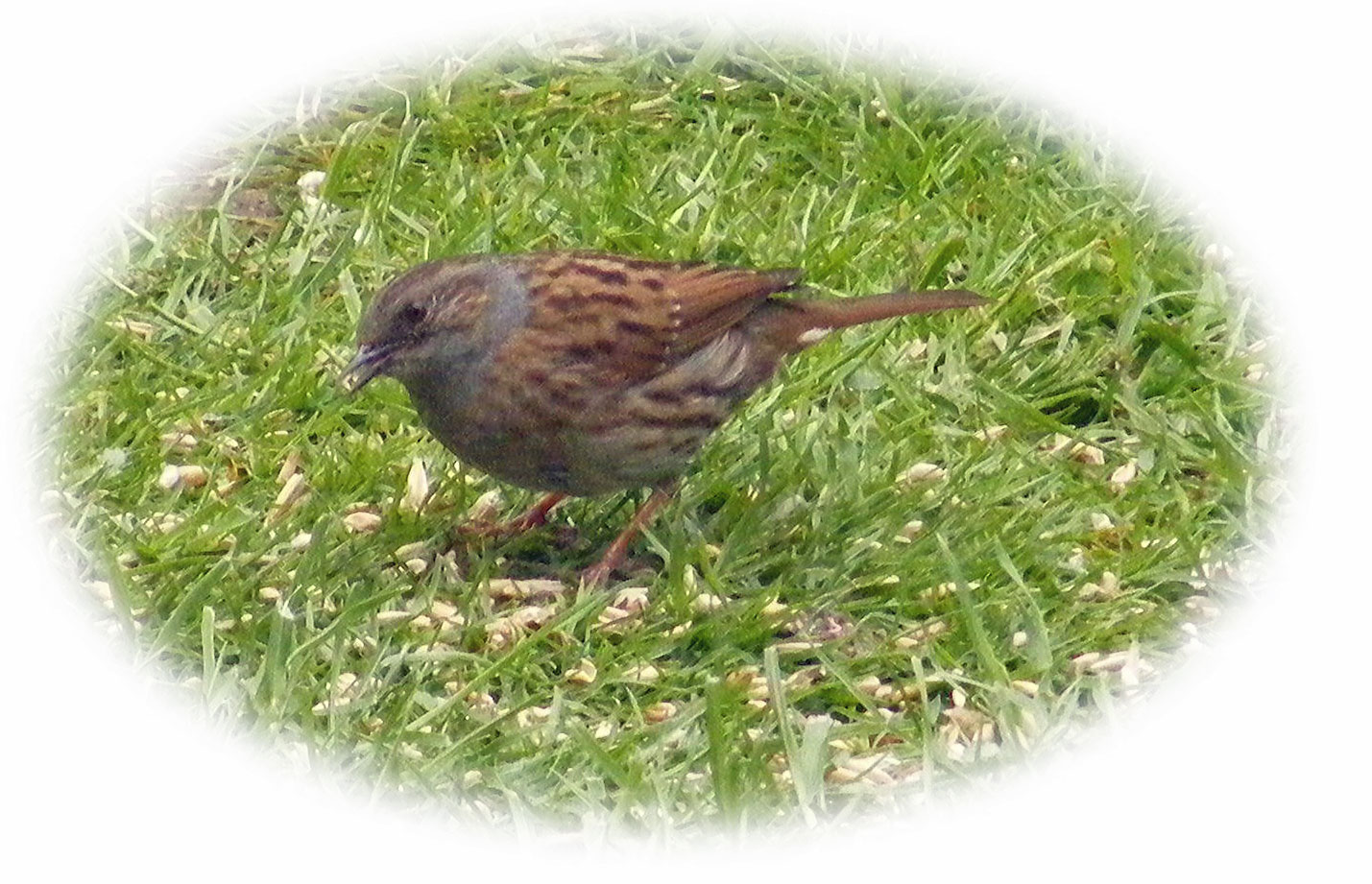 Dunnock
