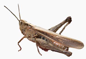 image of field grasshopper