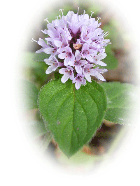 Water Mint