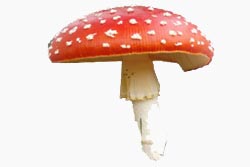 image of fly agaric