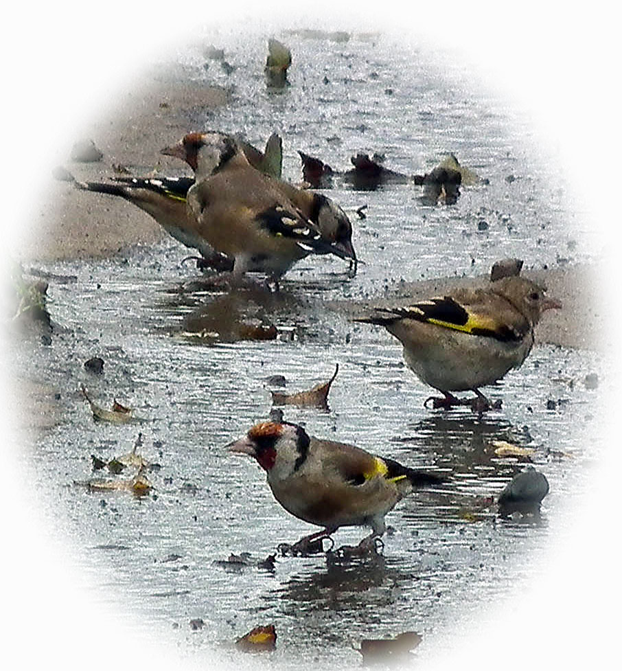 Goldfinches
