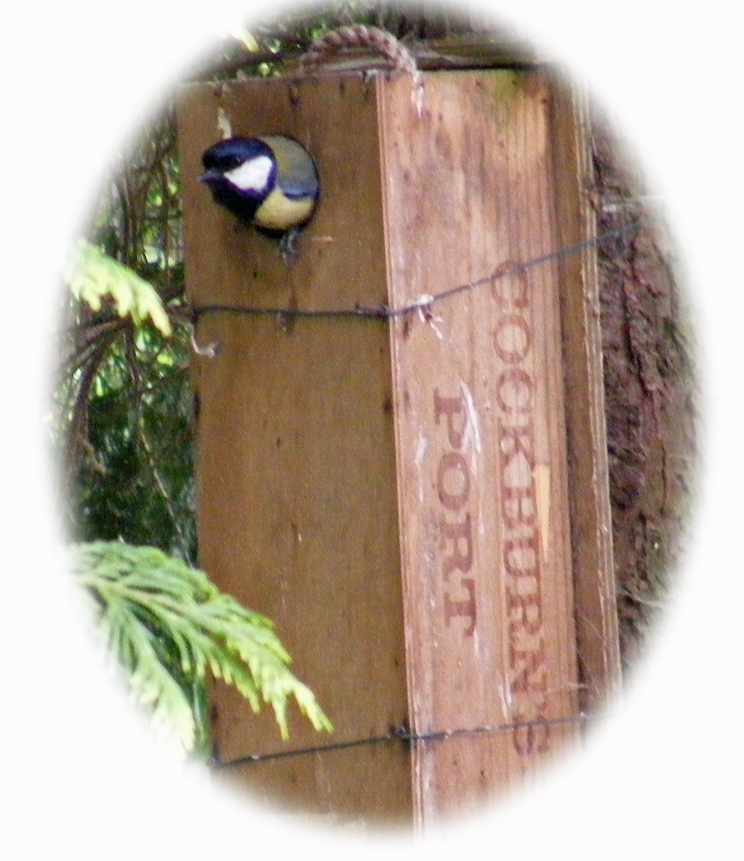 Great Tit