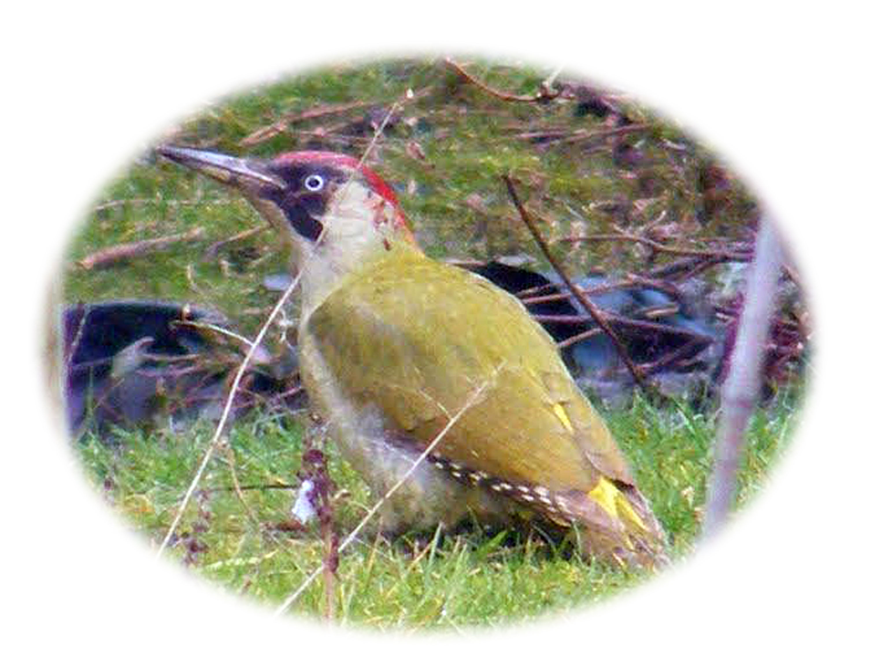 Green Woodpecker