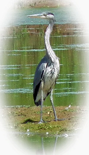 Grey Heron