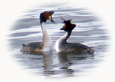 Great Crested Grebes displaying