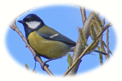 image of grest tit