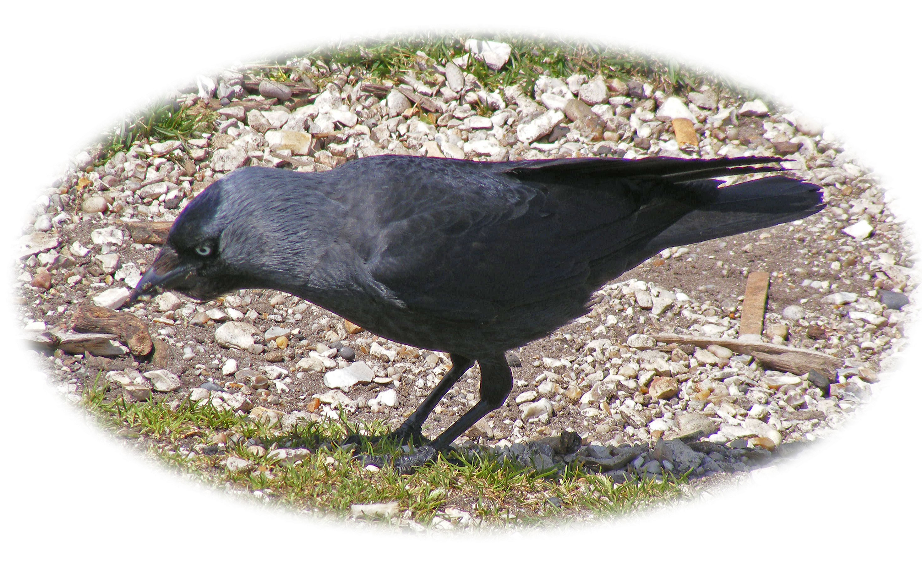 Jackdaw