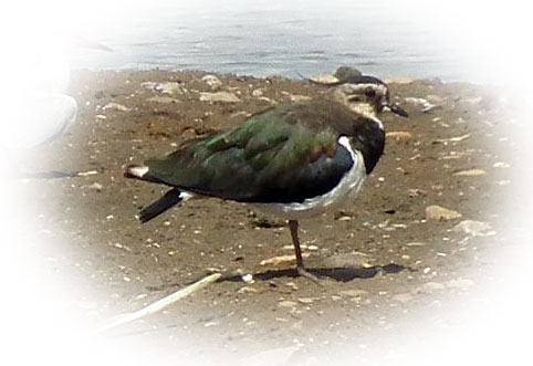 Lapwing