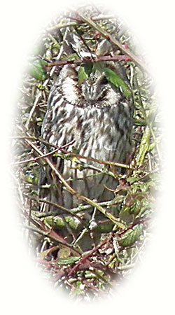 image of an long-eared owl