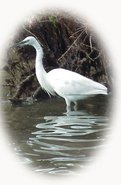 Little Egret