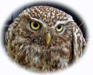 Little Owl
