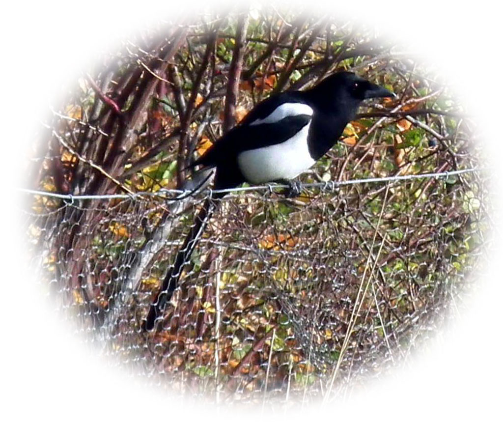 Magpie