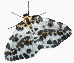 image of magpie moth