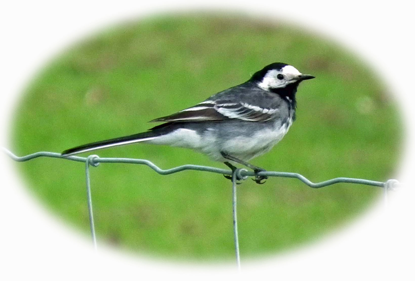 Pied Wagtail
