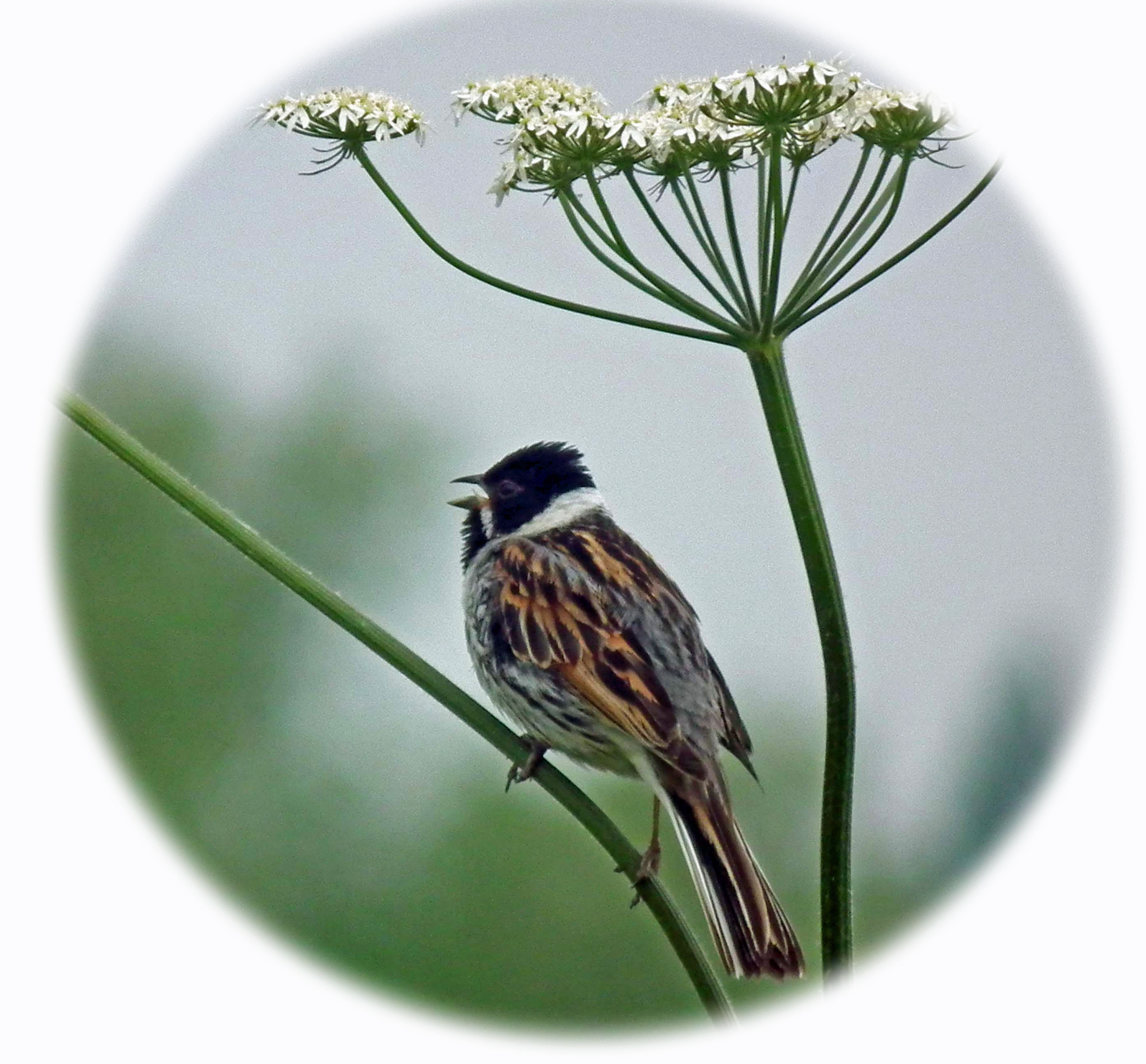 Reed Bunting