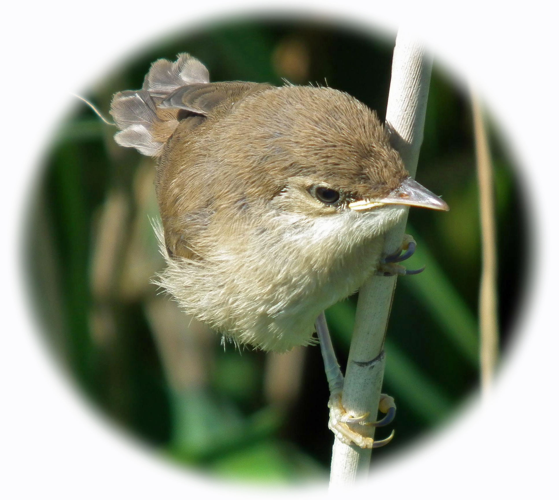 Reed Warbler