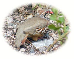 image of red-legged partridge