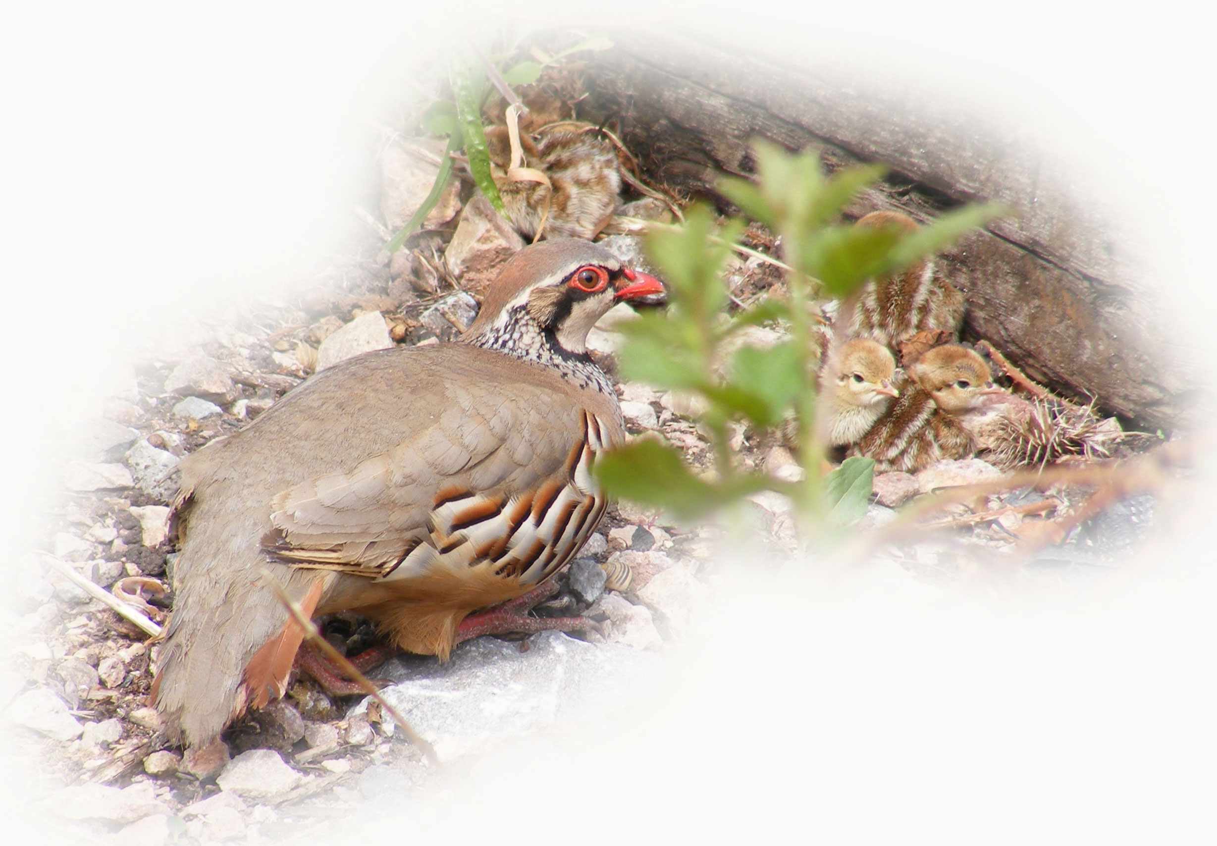 Red-legged Partridge and chicks