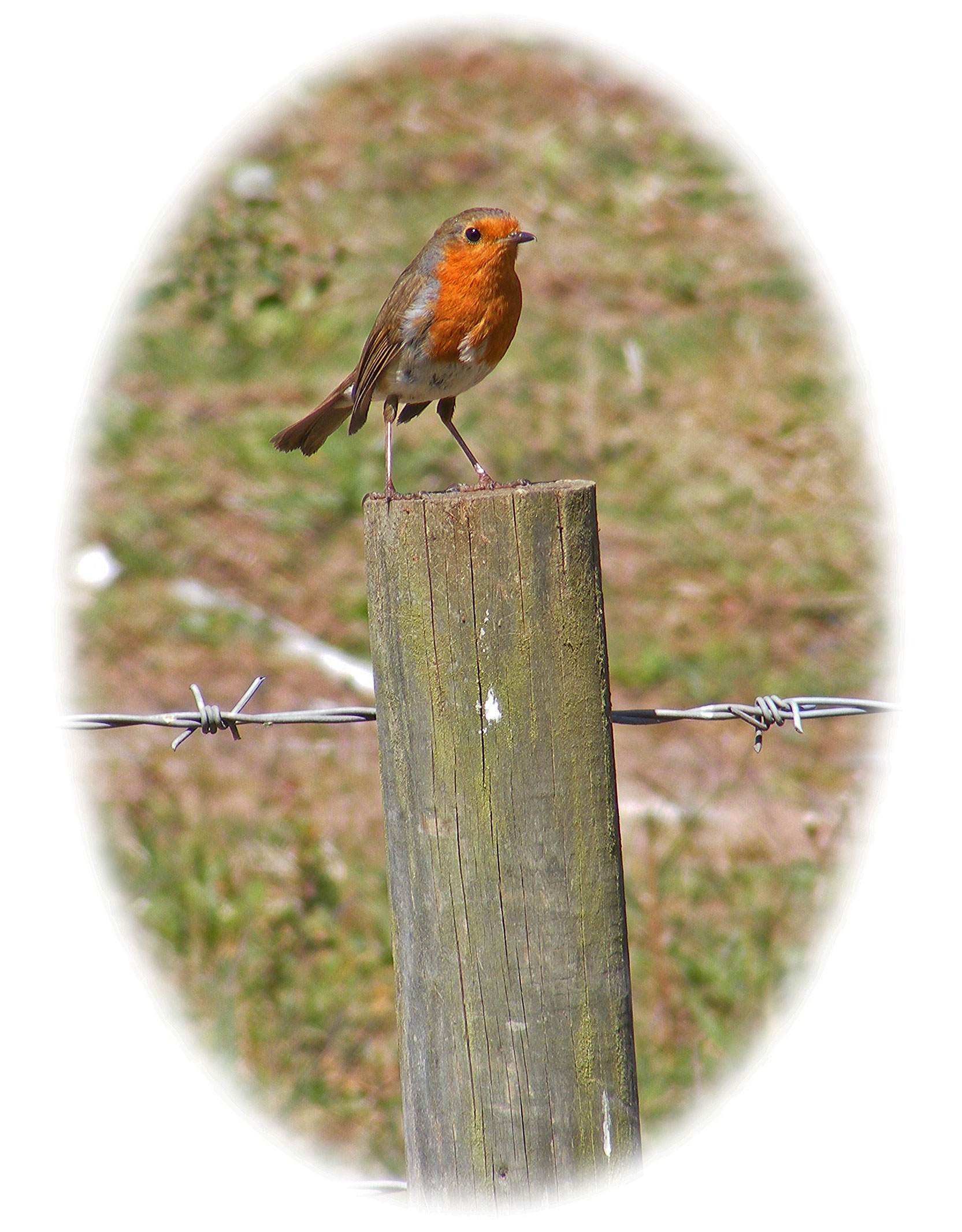 Robin