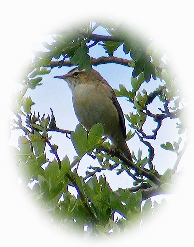 Sedge Warbler