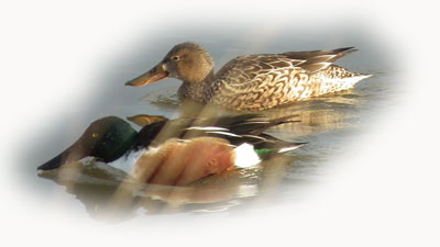 image of Shovelers