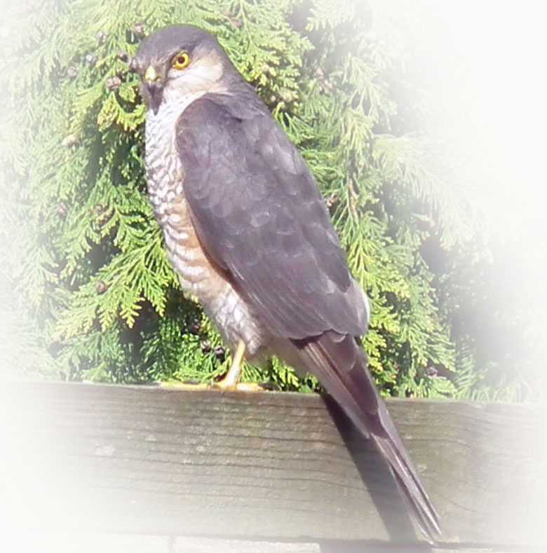 Male Sparrowhawk