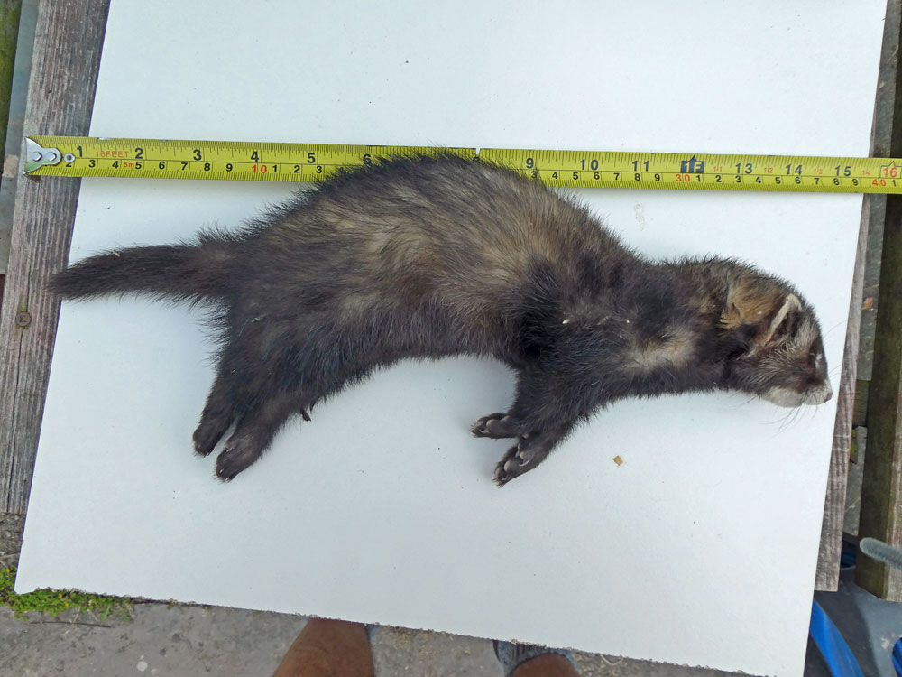 Polecat