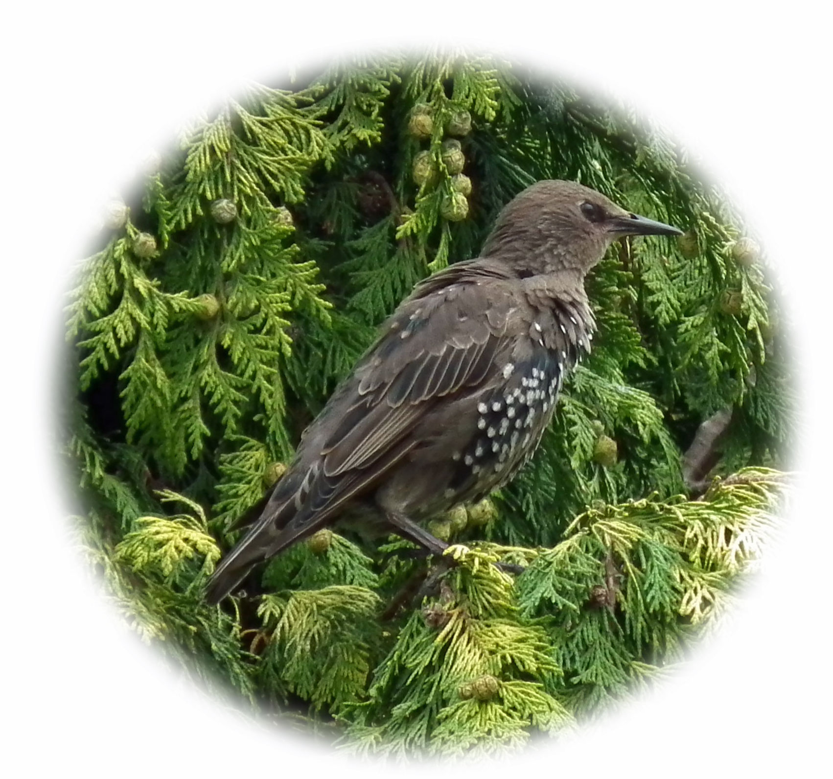 Starling