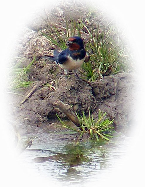 Swallow collecting mud