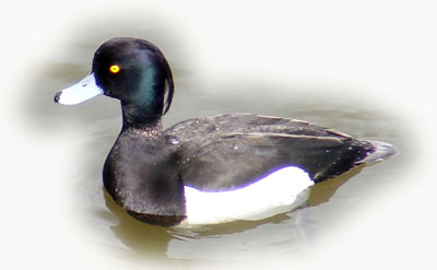 image of a tufted duck