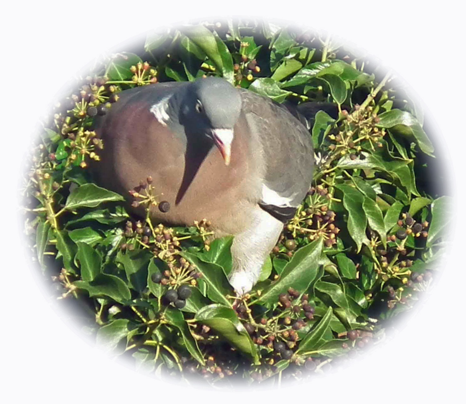 Woodpigeon