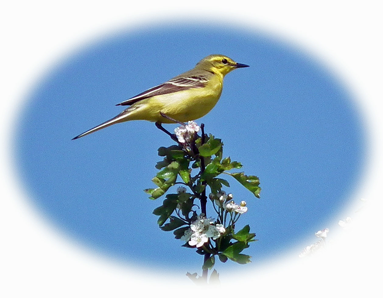 Yelllow Wagtail